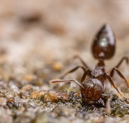 Top Advice on Handling Ant Problems on Your Cranbourne Property